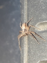 Philodromidae