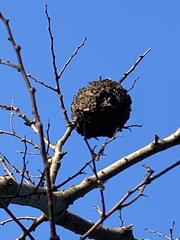 Crematogaster rogenhoferi