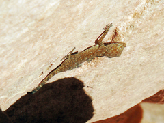 Ptyodactylus guttatus