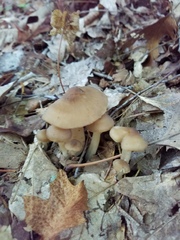 Neohygrocybe