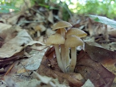 Neohygrocybe