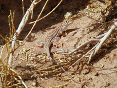 Acanthodactylus boskianus