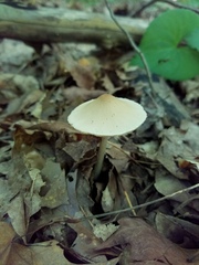 Candolleomyces candolleanus