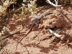 Acanthodactylus boskianus