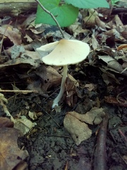 Candolleomyces candolleanus