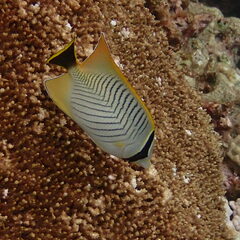 Chaetodon trifascialis