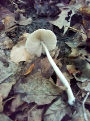 Candolleomyces candolleanus