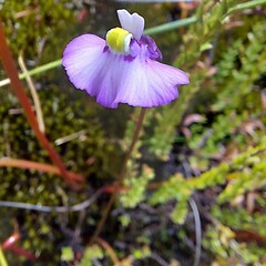 Utricularia uniflora