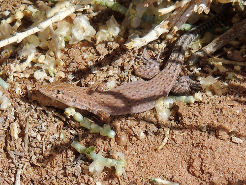 El Din’s Desert Lizard, Mesalina bahaeldini