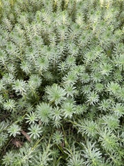Myriophyllum