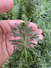Myriophyllum