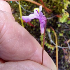 Utricularia uniflora