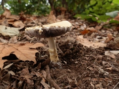 Stropharia hardii