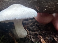 Clitopilus cystidiatus