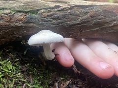 Clitopilus cystidiatus