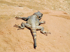 Laudakia vulgaris