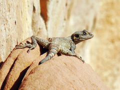 Laudakia vulgaris