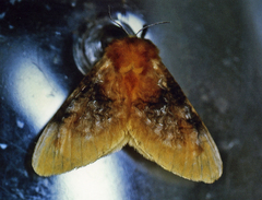 Megalopyge xanthopasa