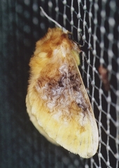 Megalopyge xanthopasa