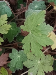 Geranium macrorrhizum