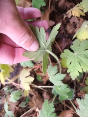 Geranium macrorrhizum