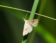 Trigonistis