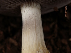 Stropharia hardii