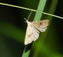 Trigonistis