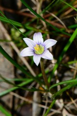 Romulea minutiflora