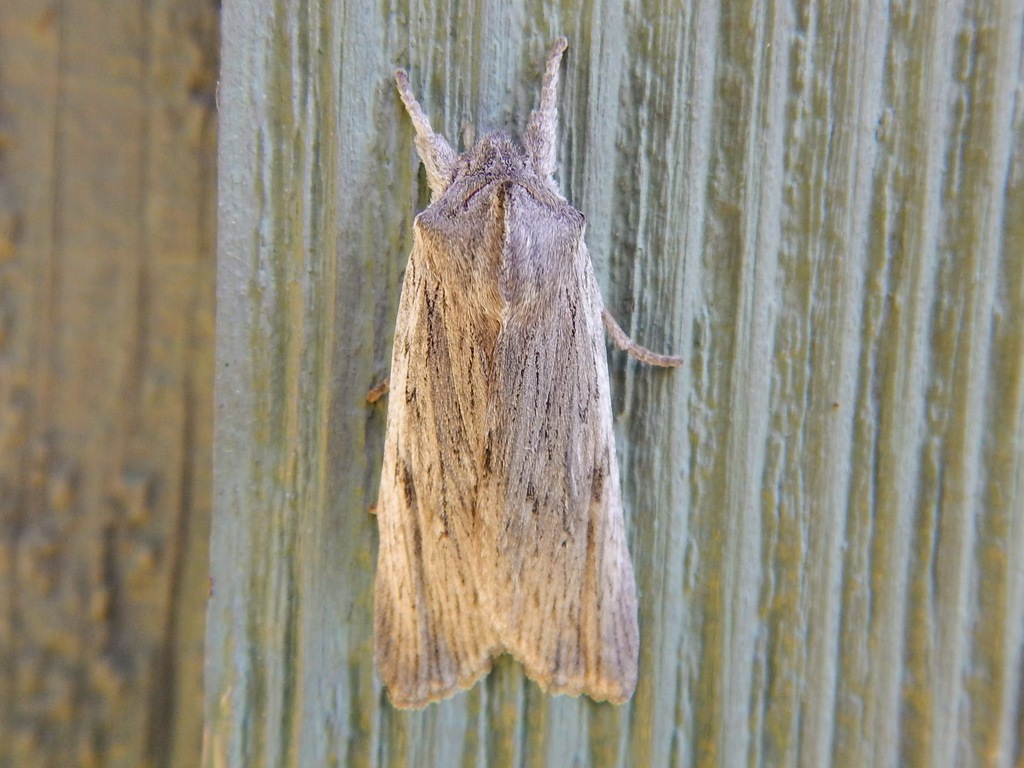 Owlet Moths and Allies from Lake, Minnesota, United States on September ...