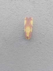 Copifrontia xantherythra