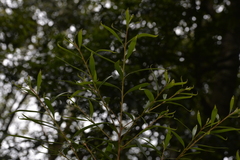 Persoonia stradbrokensis