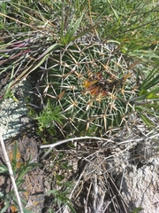 Echinofossulocactus crispatus