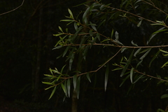 Persoonia stradbrokensis