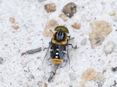 Scaptia auriflua