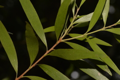Persoonia stradbrokensis