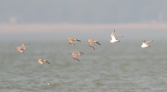Charadrius alexandrinus
