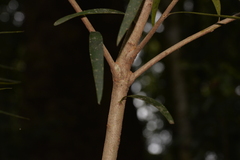 Persoonia stradbrokensis