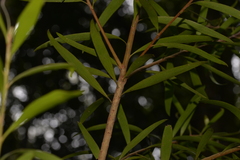 Persoonia stradbrokensis