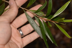 Persoonia stradbrokensis