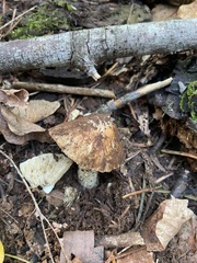 Pseudosperma sororium