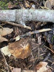 Pseudosperma sororium