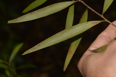 Persoonia stradbrokensis