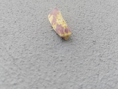 Copifrontia xantherythra