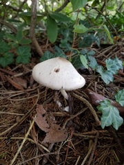 Agaricus leptocaulis