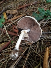 Agaricus leptocaulis