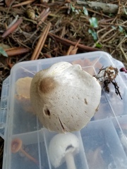 Agaricus leptocaulis