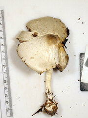 Agaricus leptocaulis