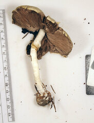 Agaricus leptocaulis