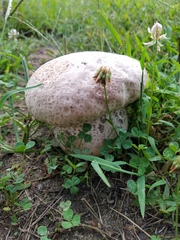 Calvatia